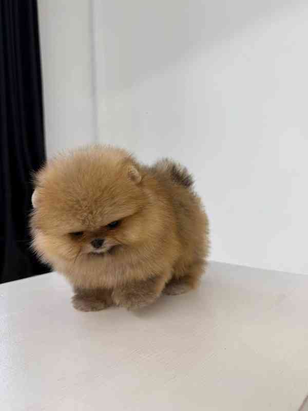 Prodám čistokrevného pomeraniana - foto 6