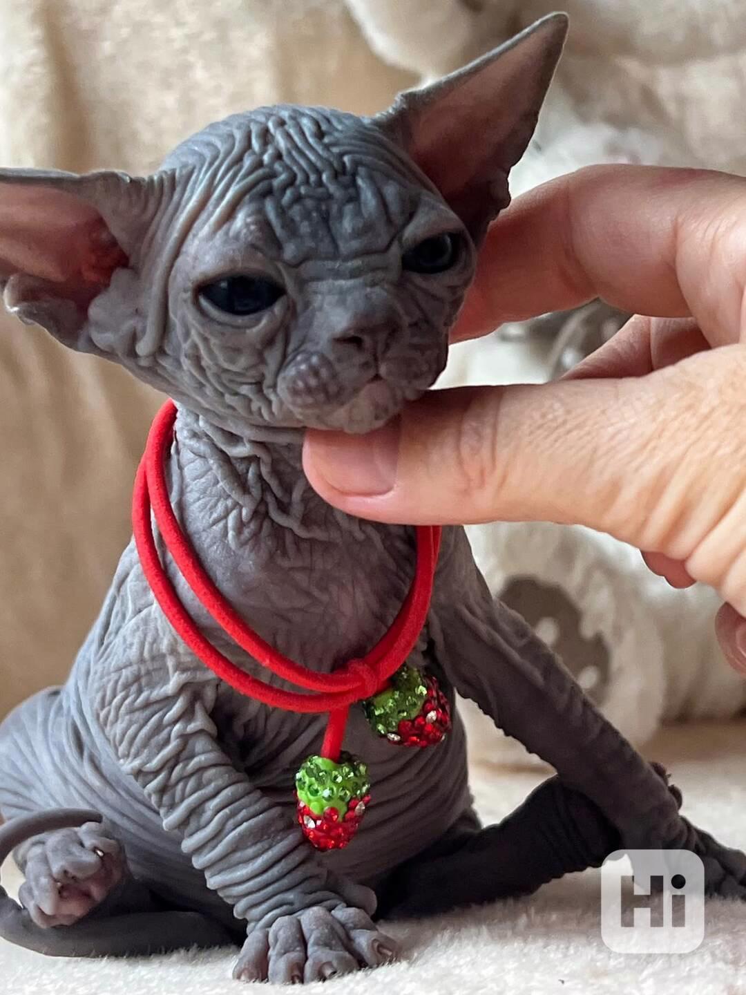 Kotě Sphynx na prodej - foto 1
