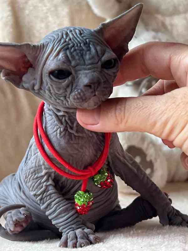 Kotě Sphynx na prodej - foto 1