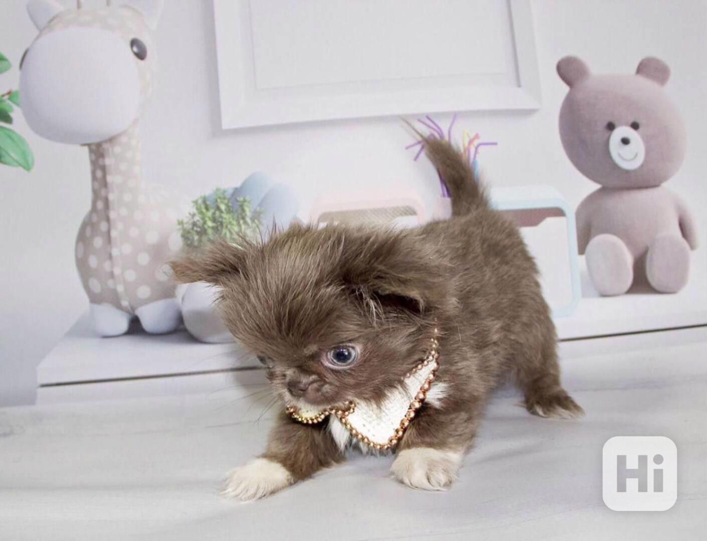 Chihuahua štěně – harmonická povaha, vhodné do rodinného pro - foto 1