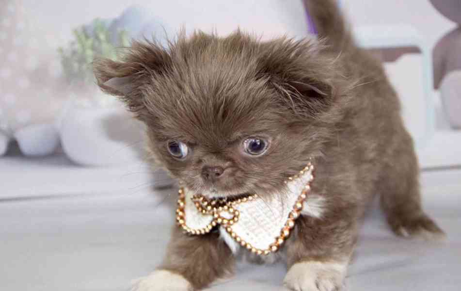 Chihuahua štěně – harmonická povaha, vhodné do rodinného pro - foto 2