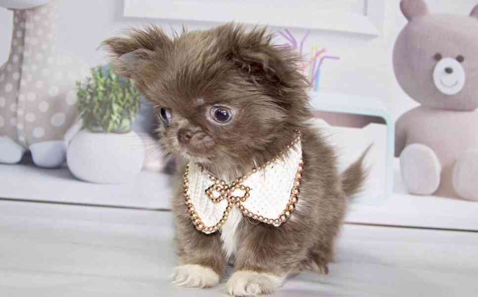 Chihuahua štěně – harmonická povaha, vhodné do rodinného pro - foto 4