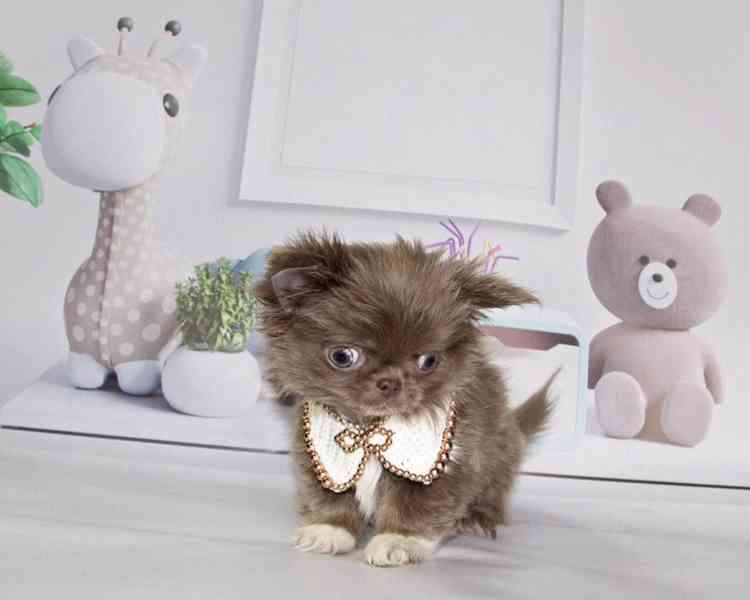 Chihuahua štěně – harmonická povaha, vhodné do rodinného pro - foto 3