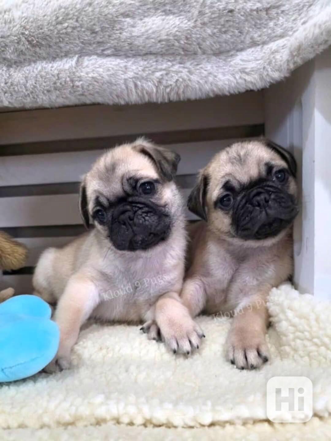 🐾🥰 Štěňata mopsů k adopci! - foto 1