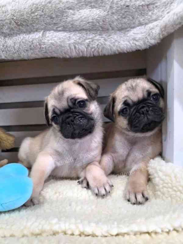 🐾🥰 Štěňata mopsů k adopci!