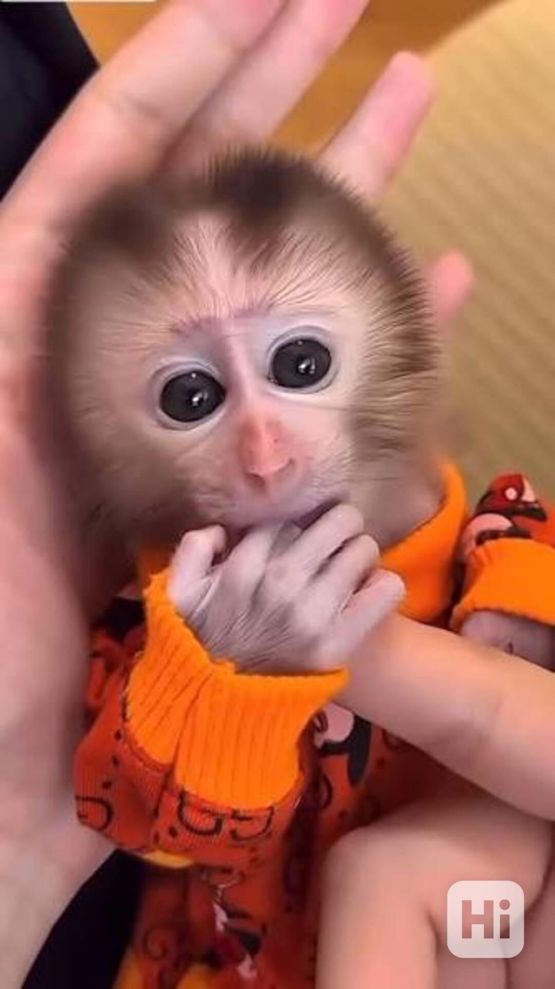 Na prodej samečci a samičky malpy kapucínské - foto 1