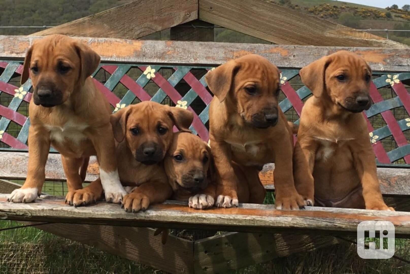 Rhodéský ridgeback, samec a samice. - foto 1