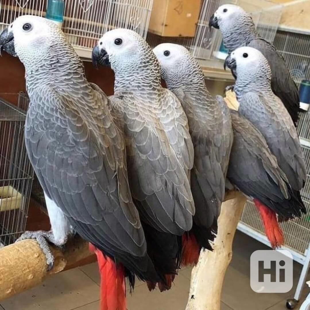 🦜🌟 Krásní papoušci šedí - foto 1