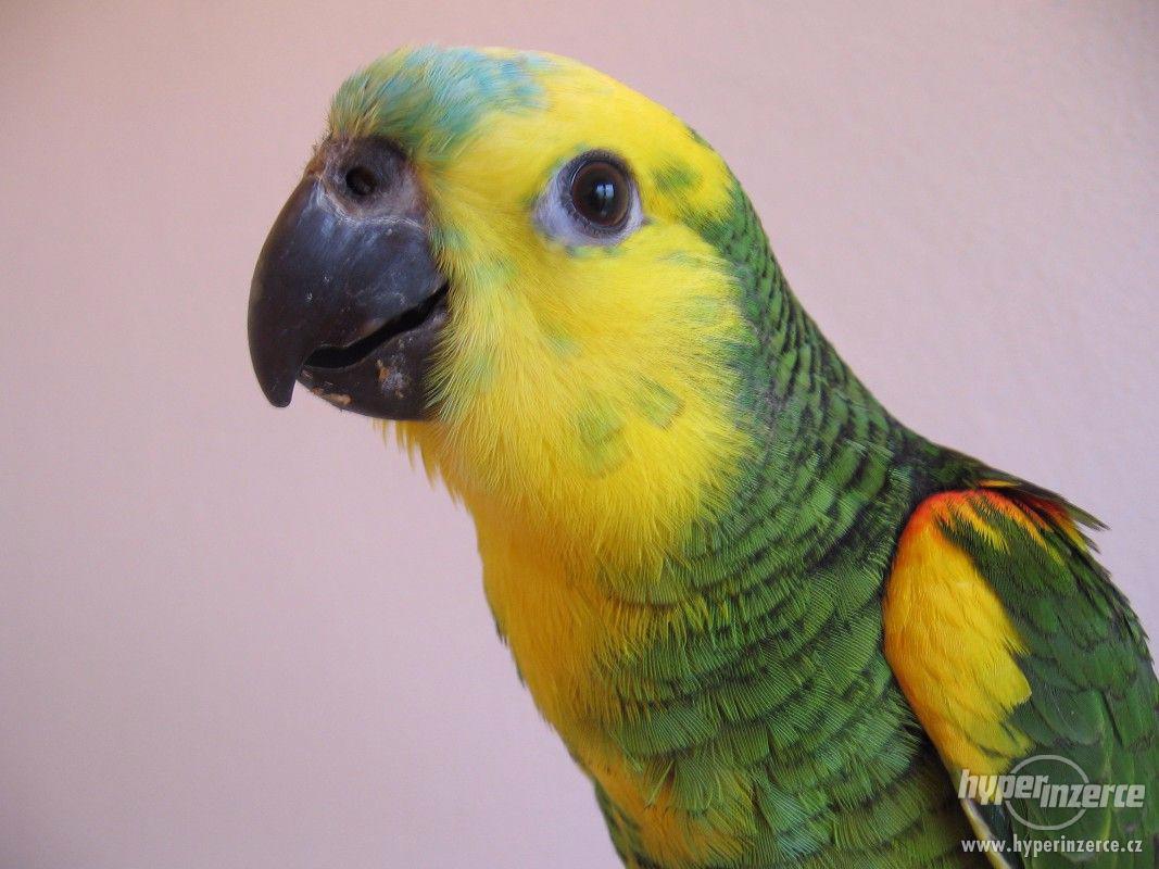 Amazoňan modročelý - foto 1