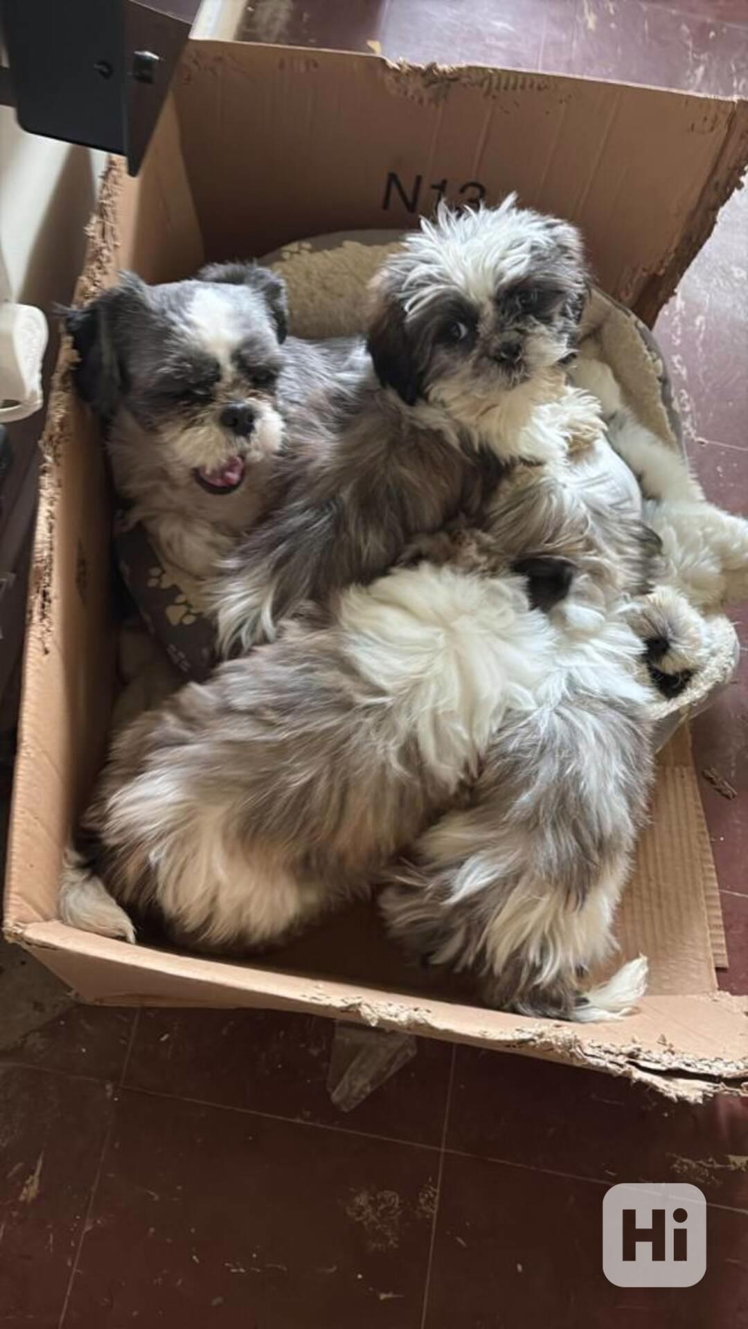 Štěňata Shih Tzu na prodej: 2 holky a 1 kluk..napište - foto 1