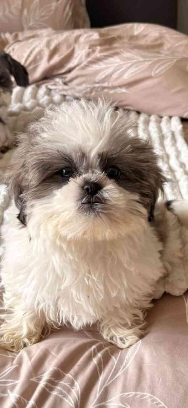 Štěňata Shih Tzu na prodej: 2 holky a 1 kluk..napište - foto 3