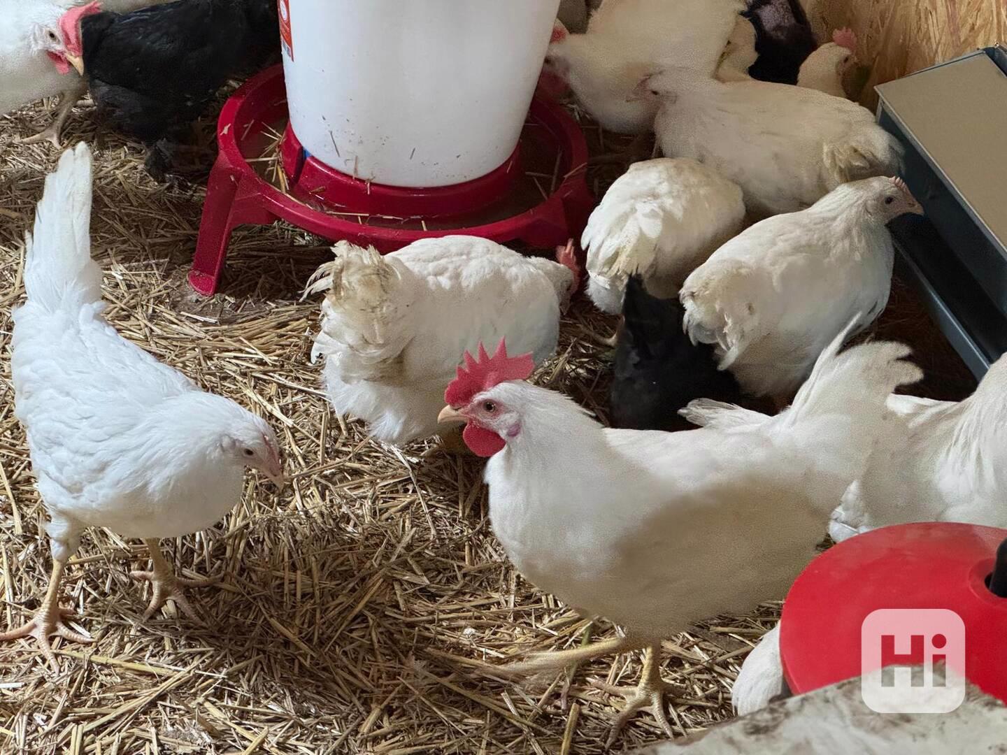 Leghorn - kohouti - foto 1