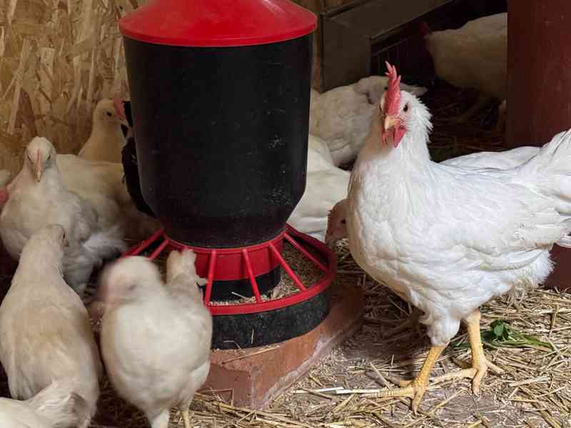 Leghorn - kohouti - foto 4