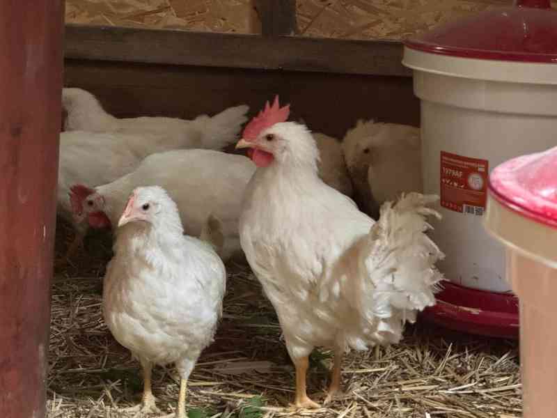 Leghorn - kohouti - foto 3