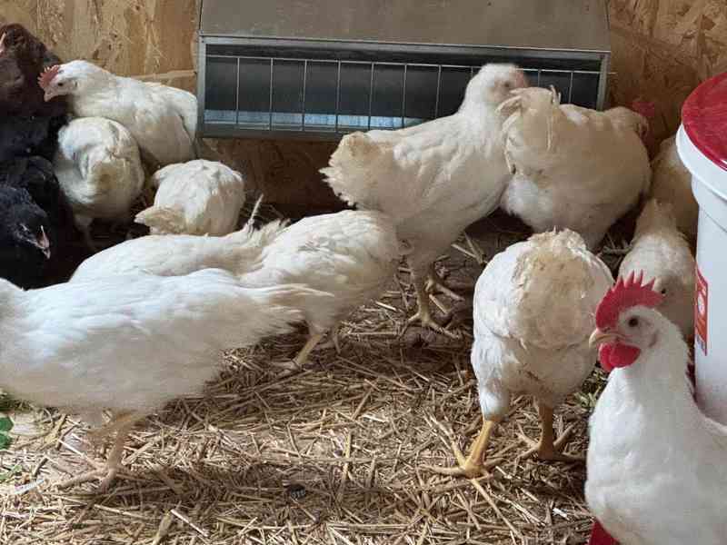 Leghorn - kohouti - foto 2