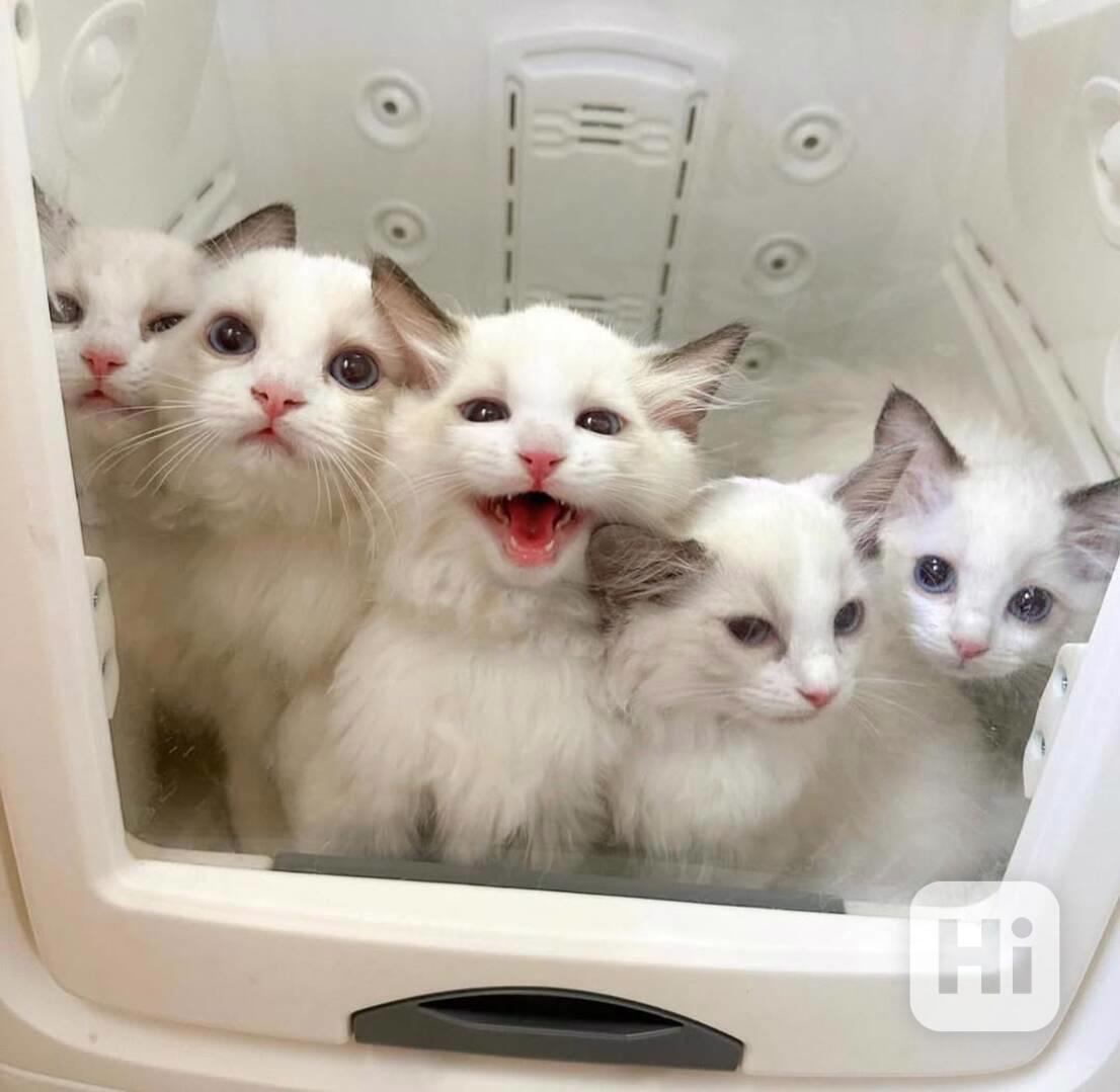 Koťátka britské krátkosrsté plemene munchkin, samci a samice - foto 1