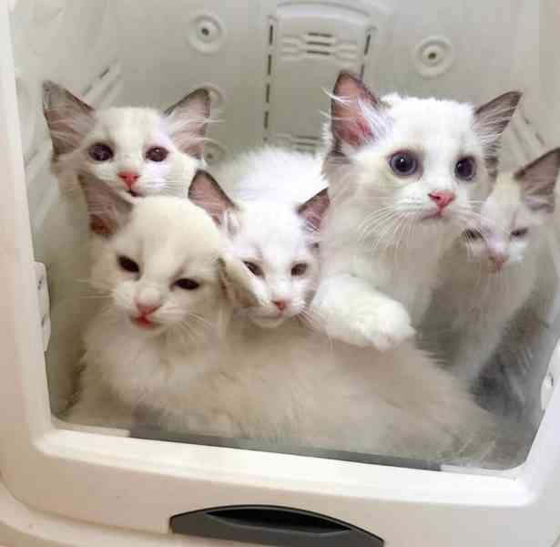 Koťátka britské krátkosrsté plemene munchkin, samci a samice - foto 2