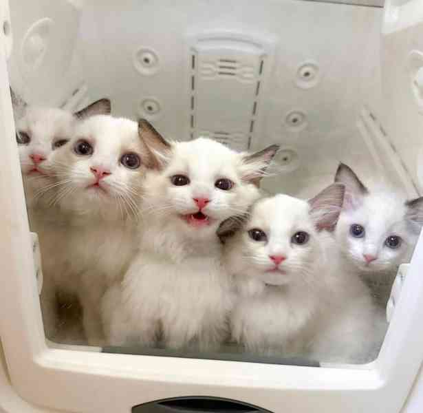 Koťátka britské krátkosrsté plemene munchkin, samci a samice - foto 3