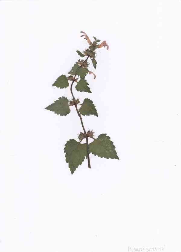 Herbář na prodej - vylisované rostliny od 15 Kč - foto 3