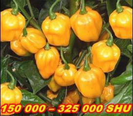Semena 60 druhů chilli papriček - foto 4