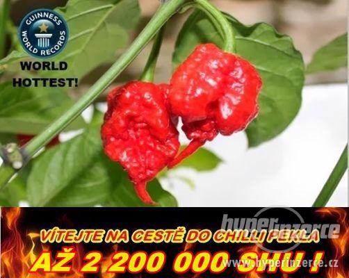 Semena 60 druhů chilli papriček - foto 6