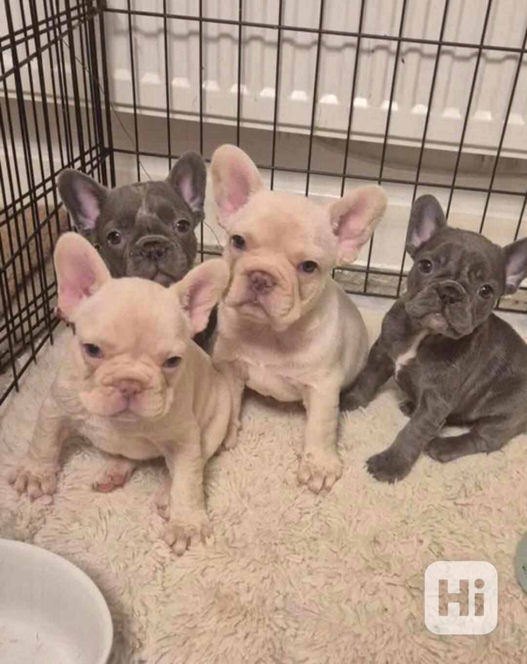 Štěňata francouzského buldočka - foto 1
