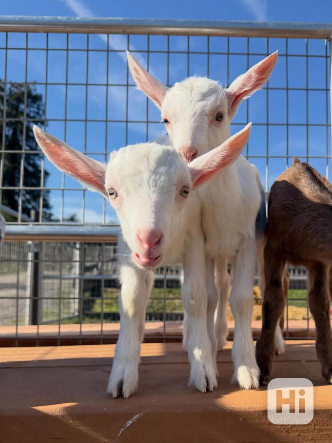 🌿 Krásné saanské kozy připravené na milující domov 🌿 - foto 1