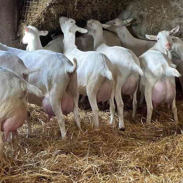 🌿 Krásné saanské kozy připravené na milující domov 🌿 - foto 2