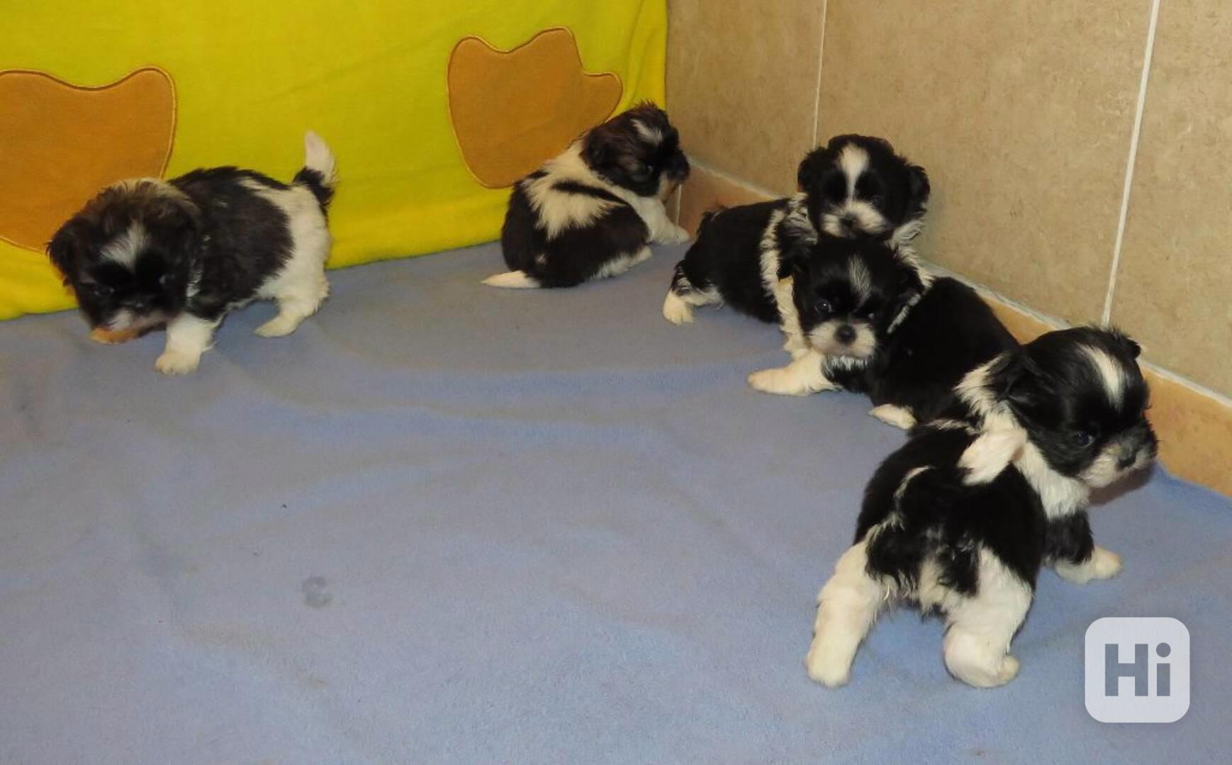 SHIH TZU Tricolor !!! / / - foto 1