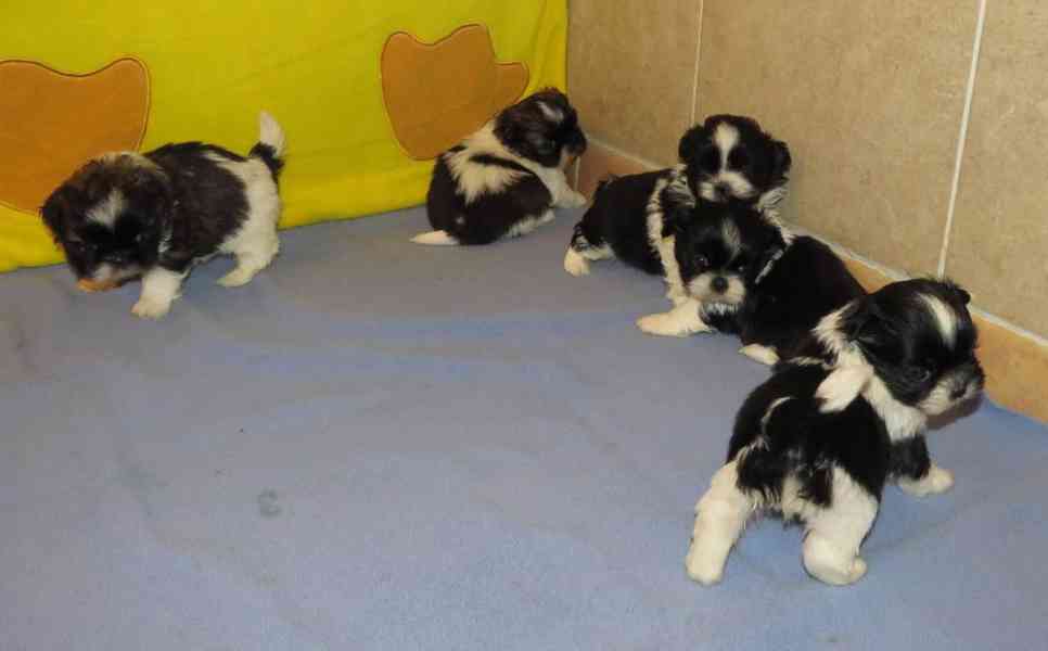 SHIH TZU Tricolor !!! / / - foto 1