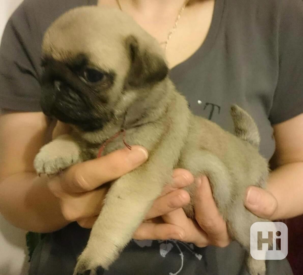 štěňata mopse k adopci - foto 1