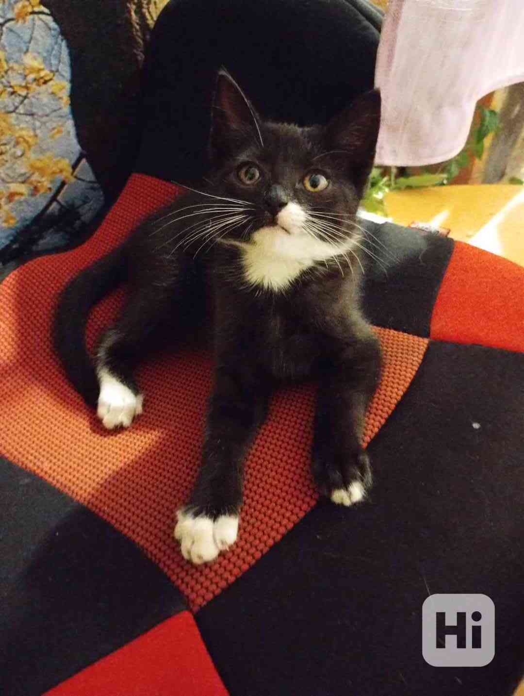 Kočky  - foto 1