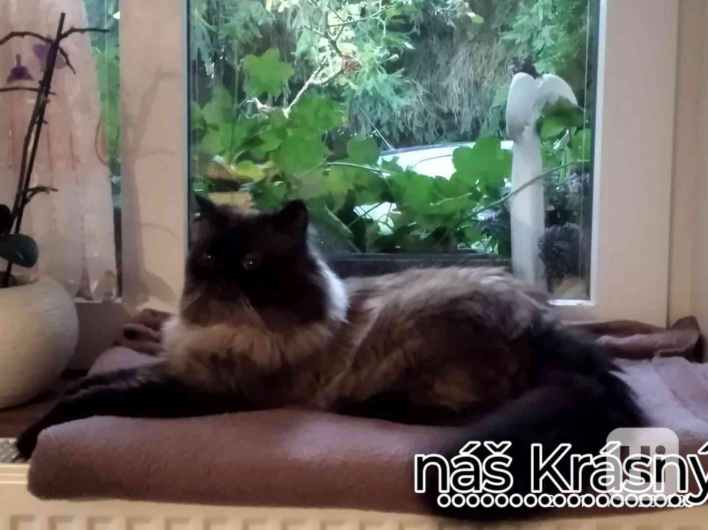 Nabízím krytí perským kocourem - foto 1