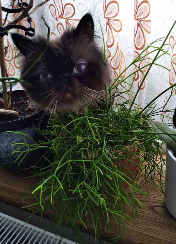 Nabízím krytí perským kocourem - foto 2