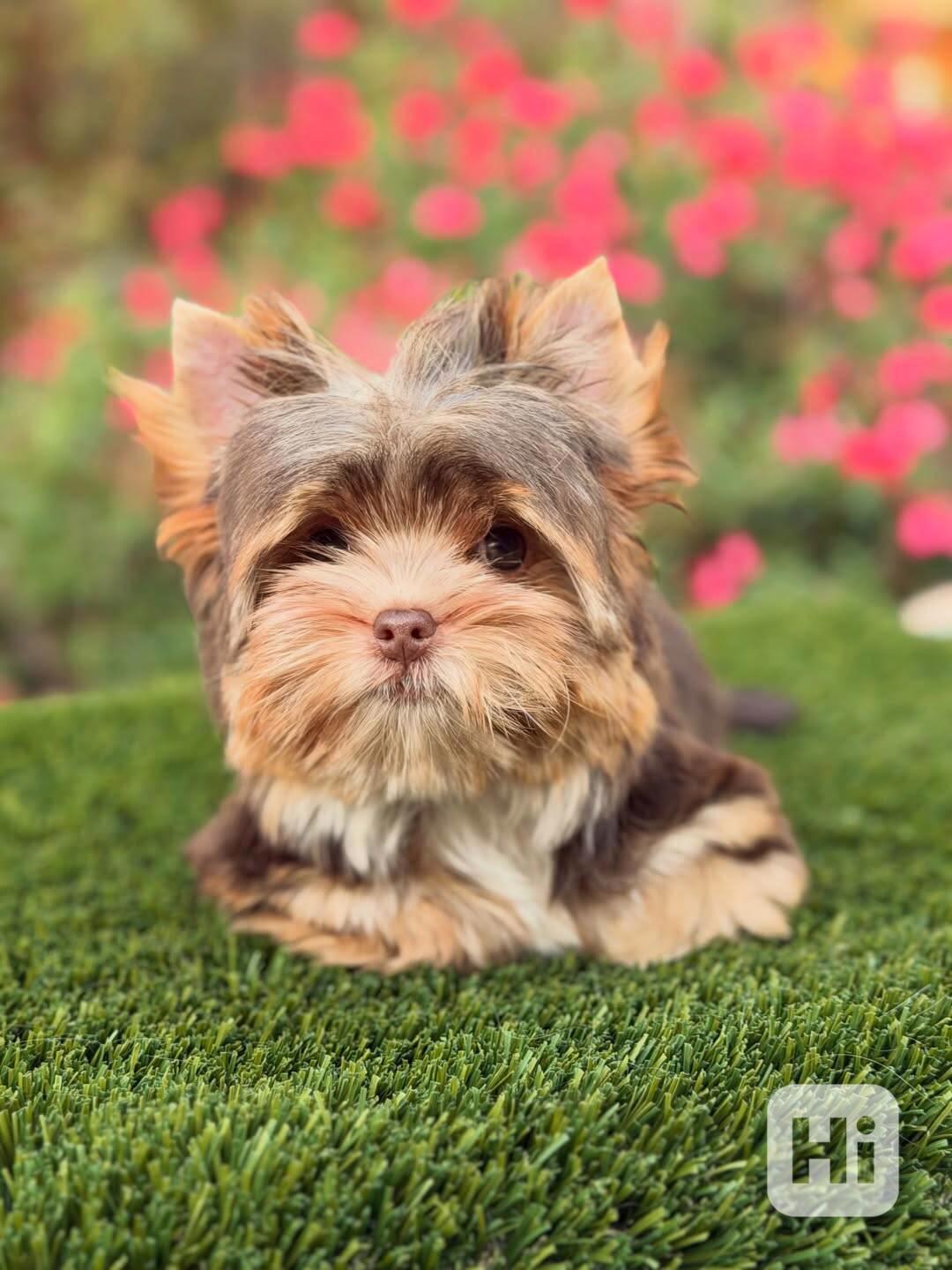 Registrovaná štěňata Yorkshire k novému domovu - foto 1