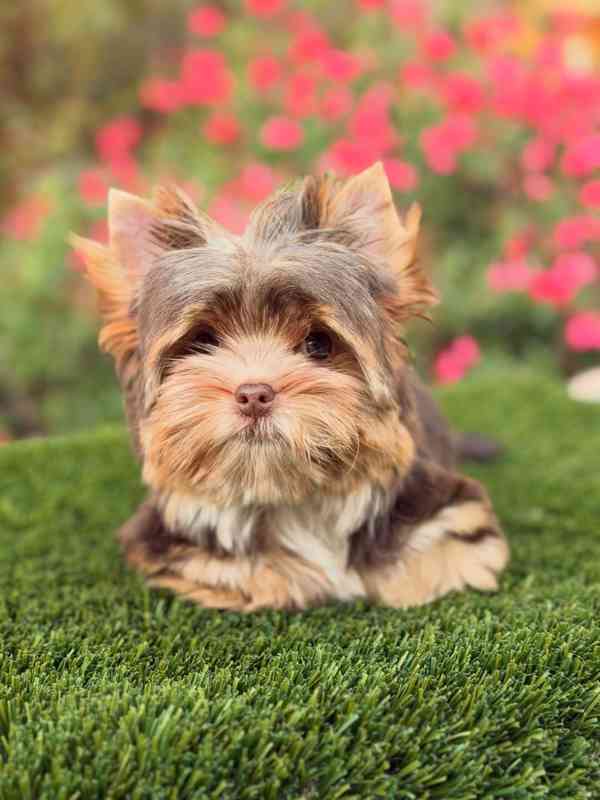 Registrovaná štěňata Yorkshire k novému domovu