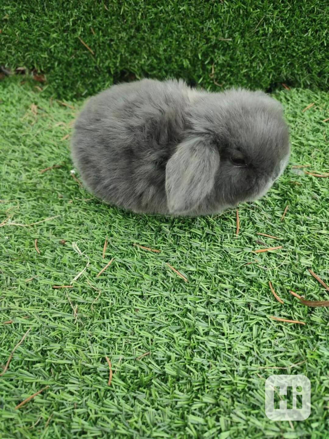 Zakrslý králíček beránek - foto 1