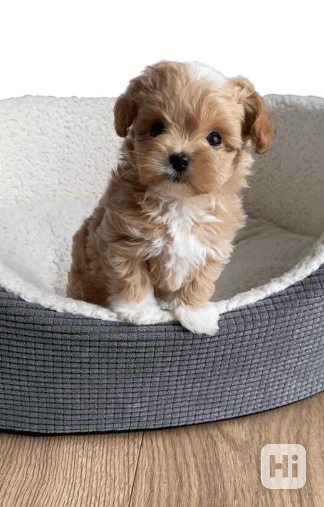 Máme na prodej štěňátka Maltipoo.  - foto 1