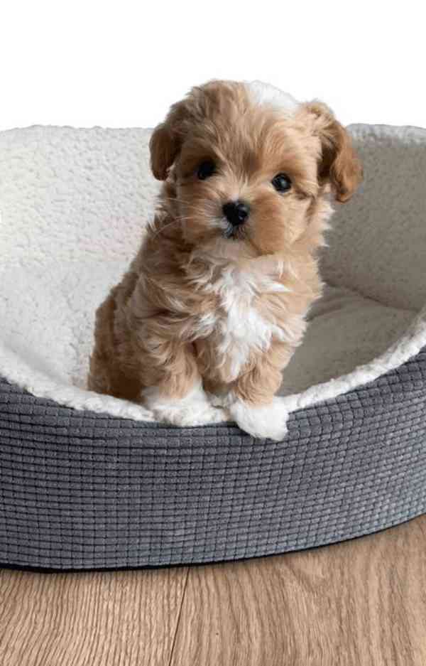 Máme na prodej štěňátka Maltipoo.  - foto 1
