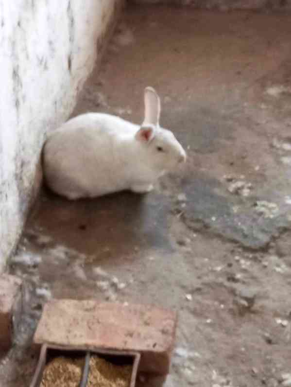 prodám králíky - foto 2