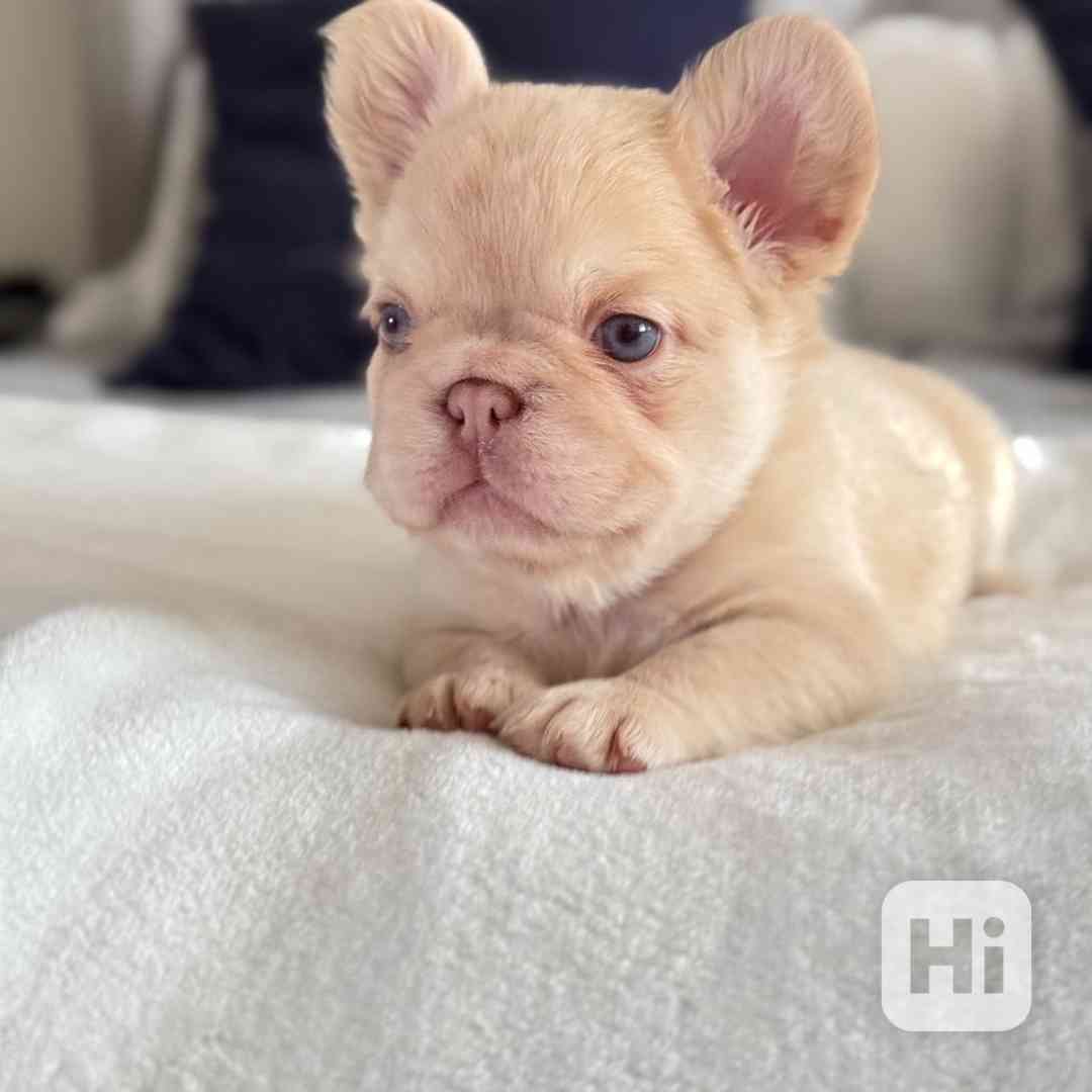 Adorable french bulldogs puppies - foto 1