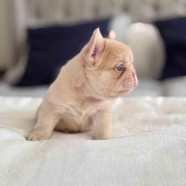 Adorable french bulldogs puppies - foto 2