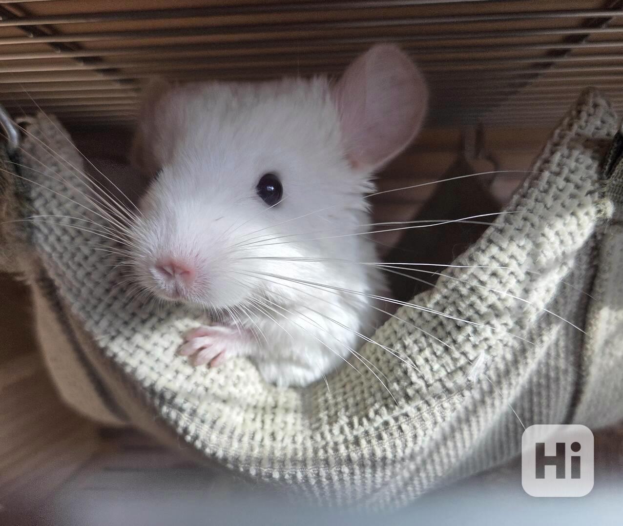 Činčila samička White tan violet - foto 1