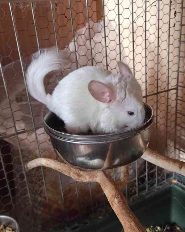 Činčila samička White tan violet - foto 5