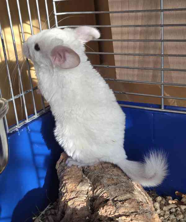 Činčila samička White tan violet - foto 7