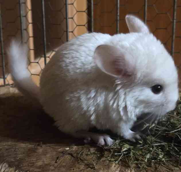 Činčila samička White tan violet - foto 4