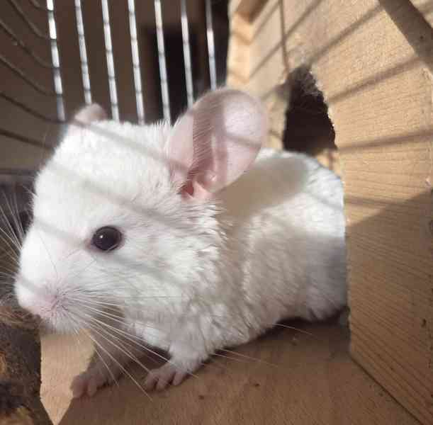 Činčila samička White tan violet - foto 2