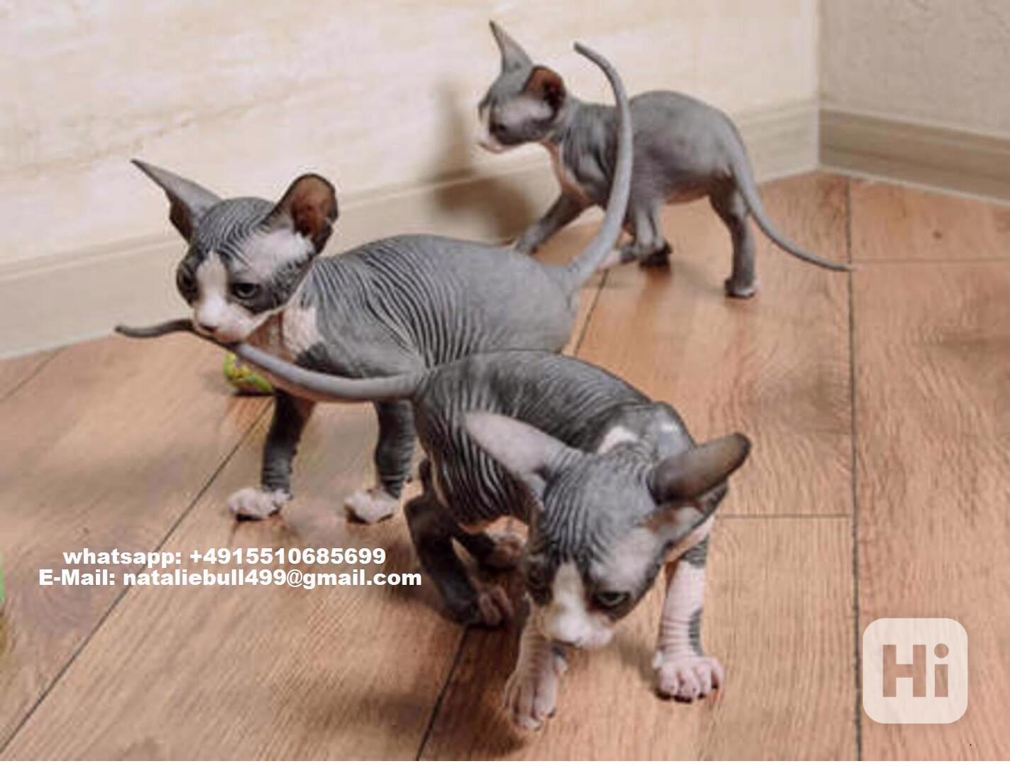 sphynx  koťata k adopci . - foto 1