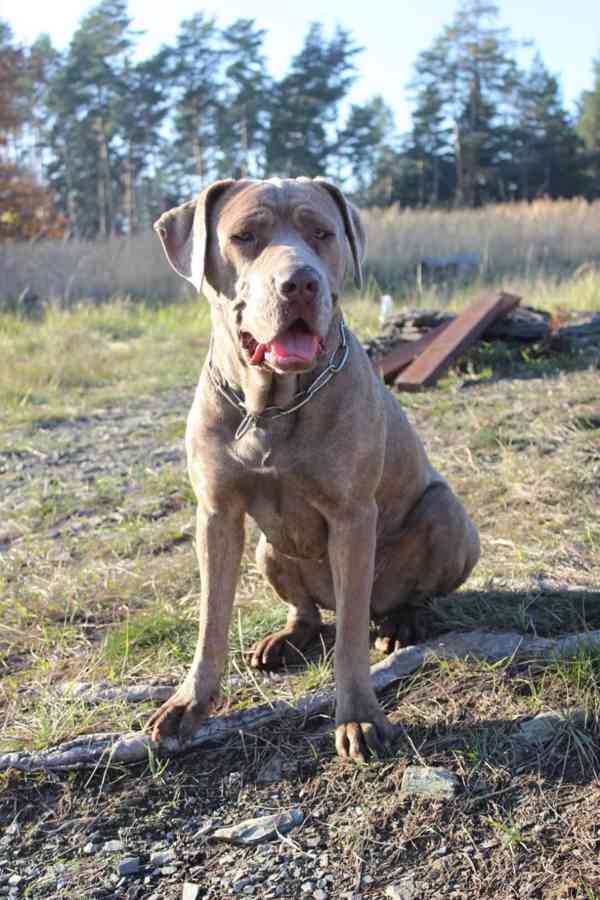 Americký bandog - foto 4