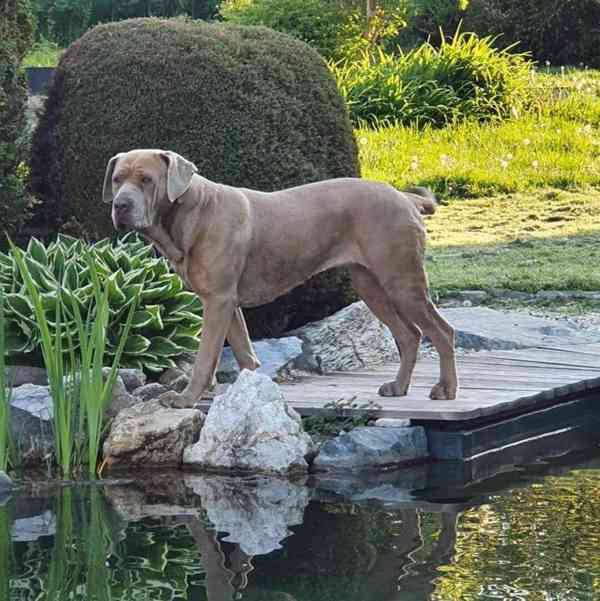 Americký bandog - foto 3